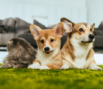 Pet Sitting Dubai