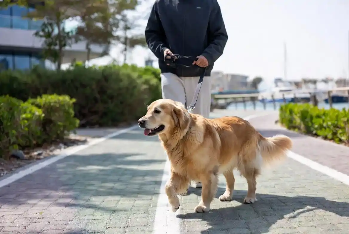 Dog Walking Service Dubai Marina