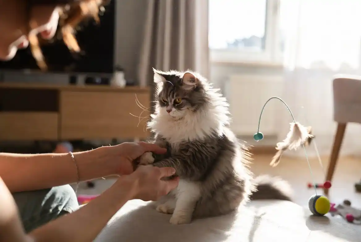 Cat Sitting Service Dubai Marina